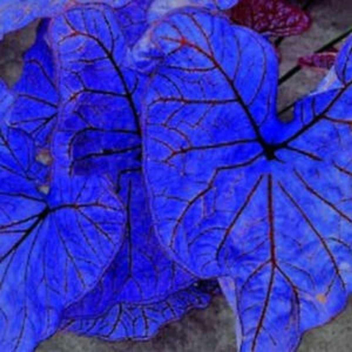 1 Bulbo Caladium Azul Raro Envio Expresso | Item de Decoração Nunca