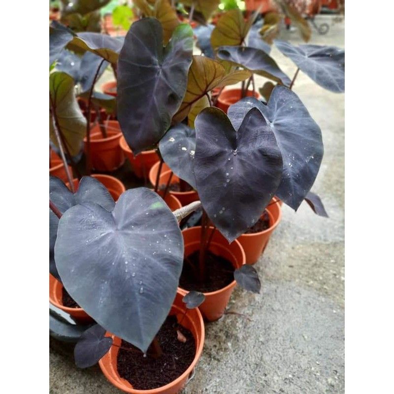 1 Bulbo Caladium Black Lover Envio Expresso | Item de Decoração Nunca Usado  68559095 | enjoei