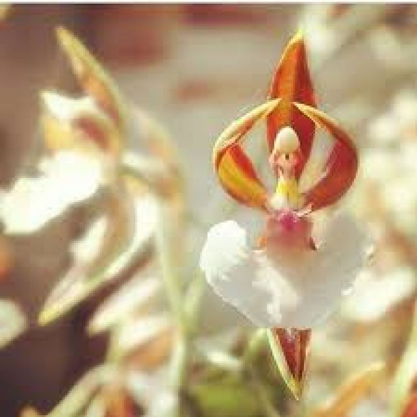 100 Seeds Ornamentais Orquídea Bailarina P Mudas | Item de Decoração Seeds  Nunca Usado 77728527 | enjoei