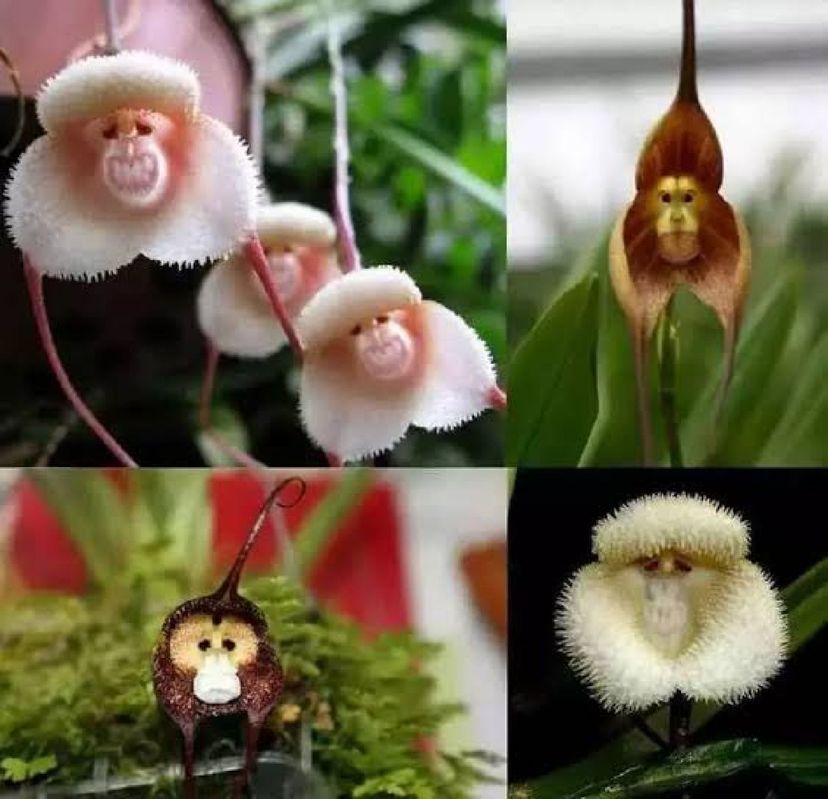 100 Seeds Orquídea Cara de Macaco Mix P Mudas | Móvel p/ Casa Nunca Usado  72017376 | enjoei