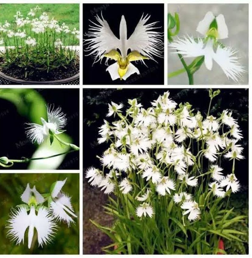 100 Seeds Planta Orquídea Pomba Branca Peristeria Flores | Item de  Decoração Seeds Comercialisada Br Nunca Usado 76558263 | enjoei