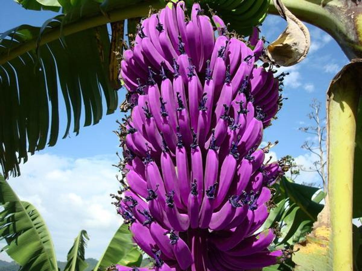 Conheça os 10 tipos de banana mais populares e saiba qual é o mais ...