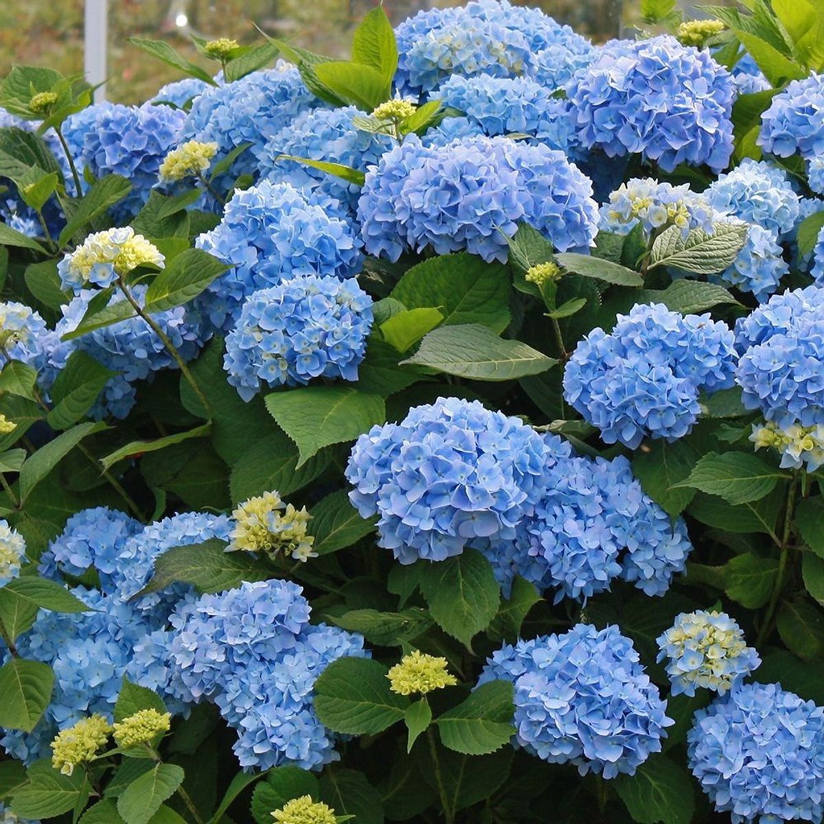 New Hydrangeas For 2023