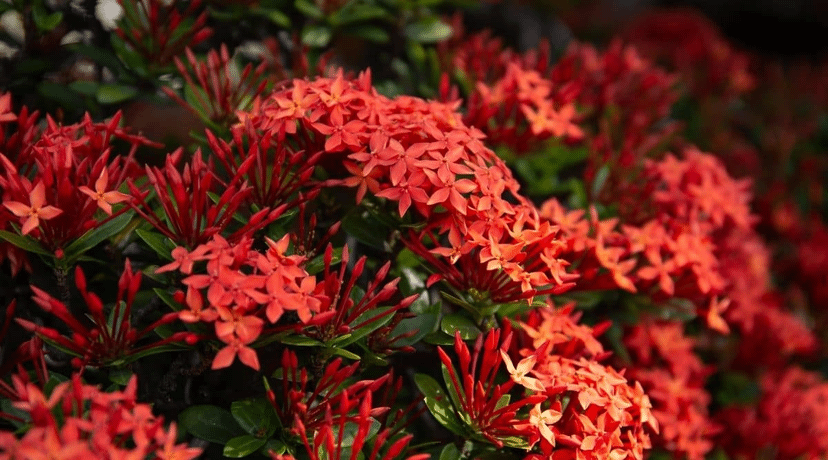 5 Sementes da Flor Ixora Chinesa Vermelha | Cacareco Nunca Usado 77644962 |  enjoei