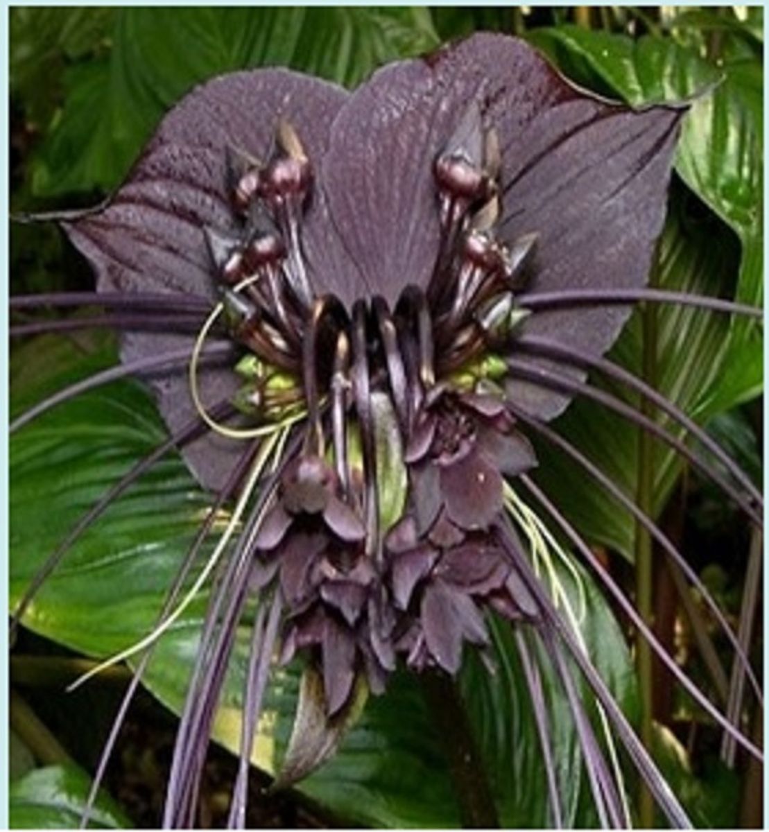 5 Sementes da Tacca Negra (Flor Morcego) | Cacareco Nunca Usado 75905960 |  enjoei
