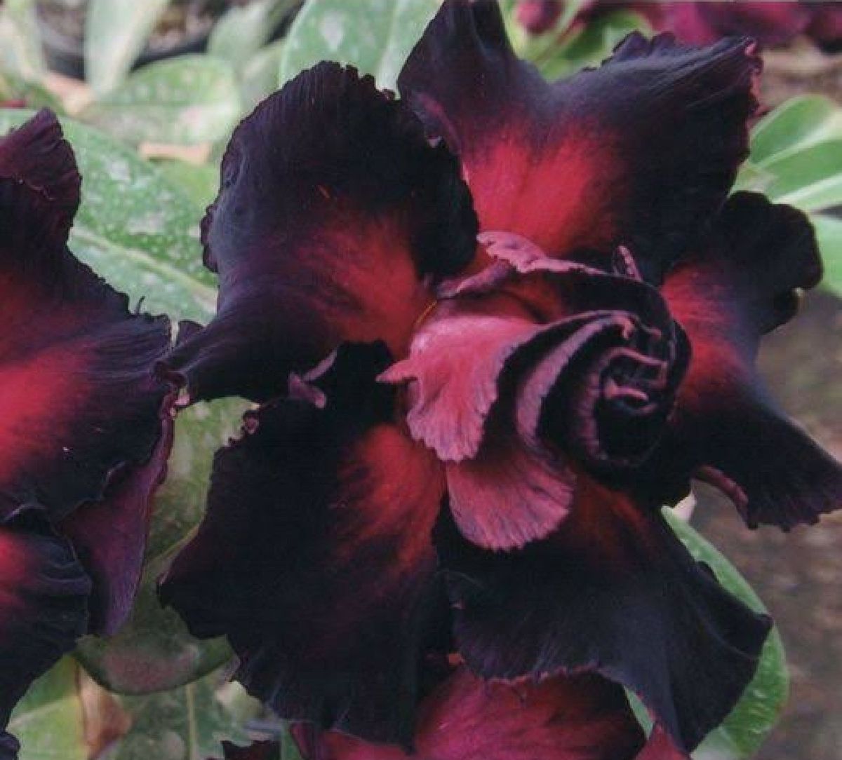 6 Seeds Planta Rosa Deserto Black Mistery Flor P Mudas Jardins Item