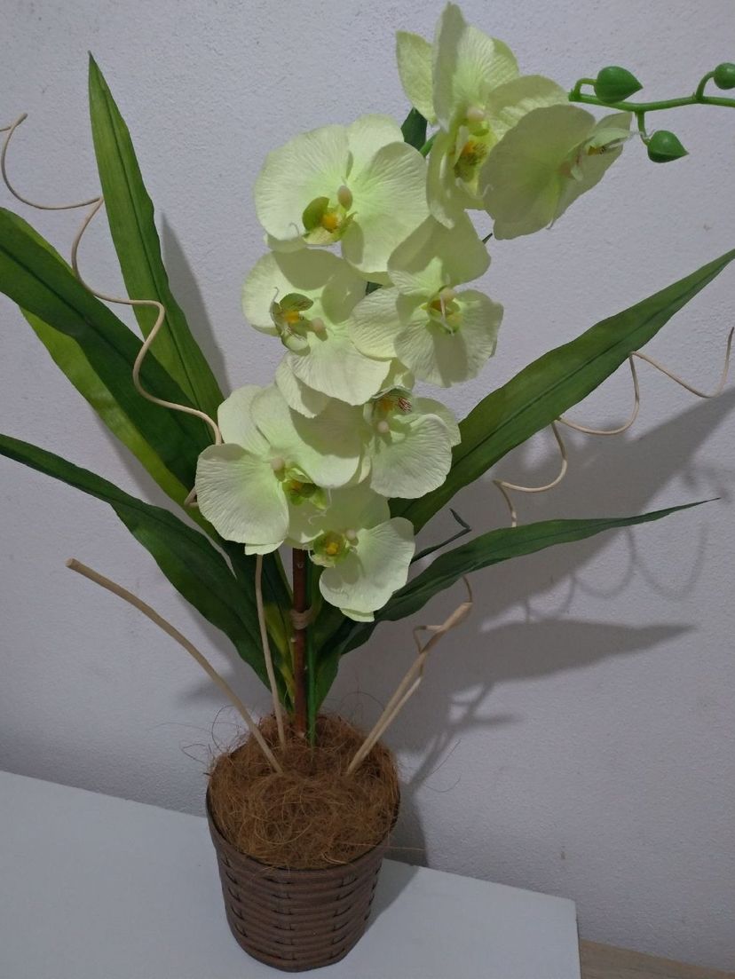 Arranjo Grande de Orquídea No Vaso | Item de Decoração Divina Flor Nunca  Usado 81183335 | enjoei