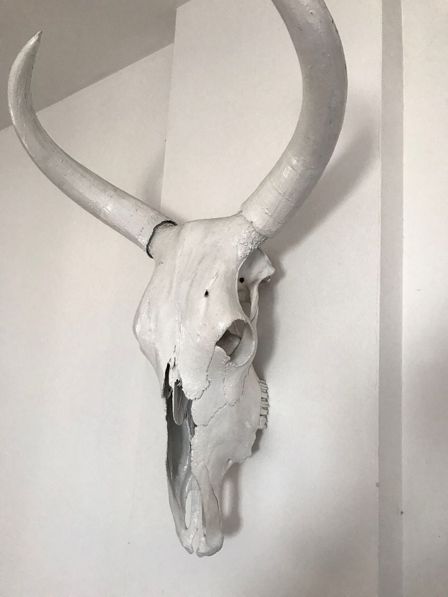 Cabeça de Boi | Item de Decoração Usado 31528074 | enjoei