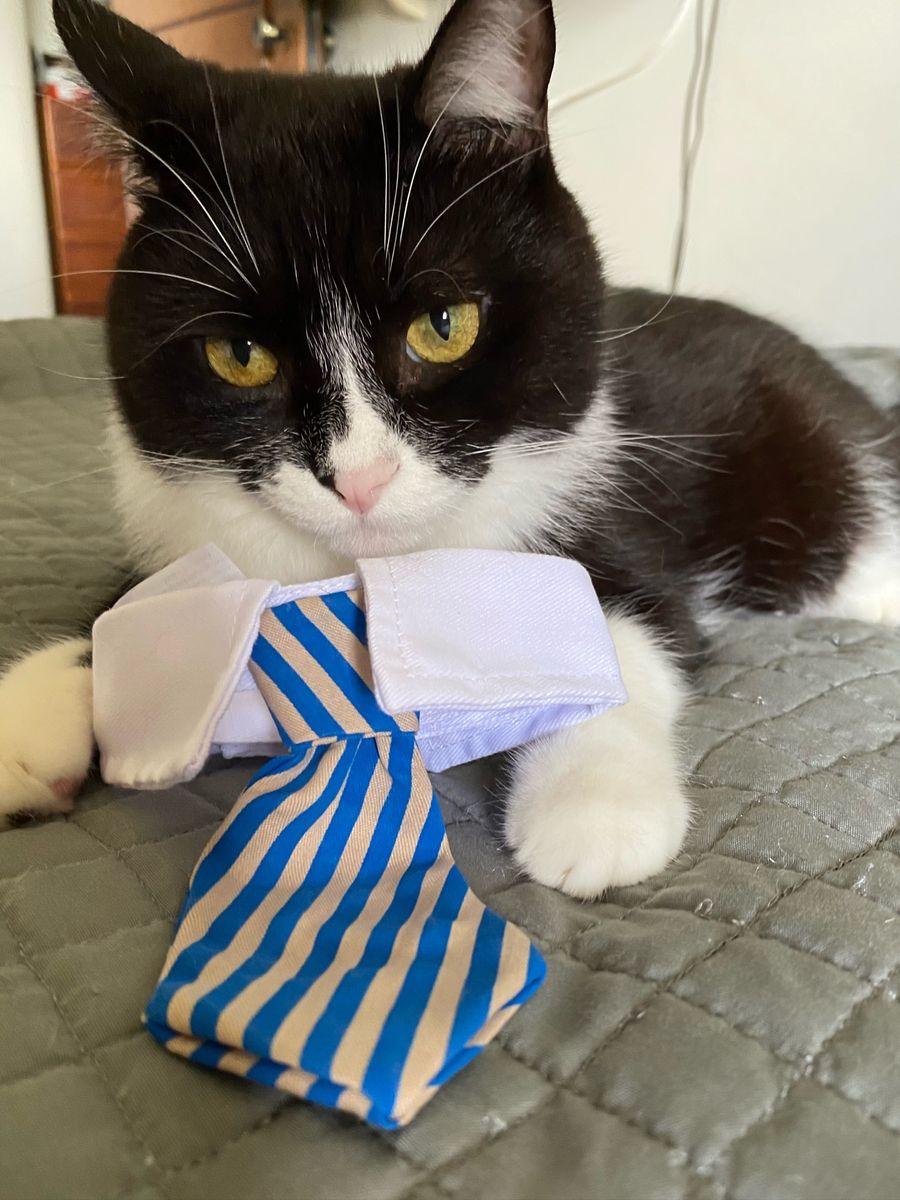 Cansei De Ser Gato Item P Pet Usado 40621862 Enjoei