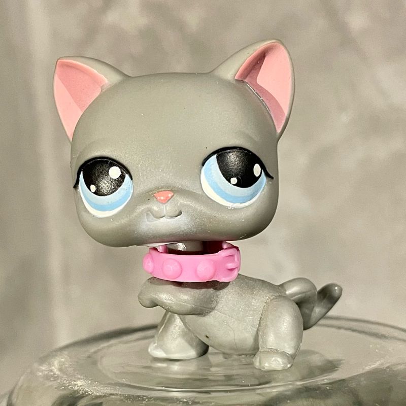 Menor Gato De Pelo Curto De Pet Shop Gato De Pelo Curto Inglês