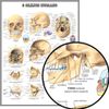 mapa do crânio humano hd 65x100cm medicina para fazer quadro - plastificado - enfeites temáticos poster anatomia crânio