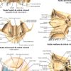 mapa do crânio humano hd 65x100cm medicina para fazer quadro - plastificado - enfeites temáticos poster anatomia crânio