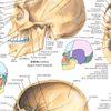 mapa do crânio humano hd 65x100cm medicina para fazer quadro - plastificado - enfeites temáticos poster anatomia crânio