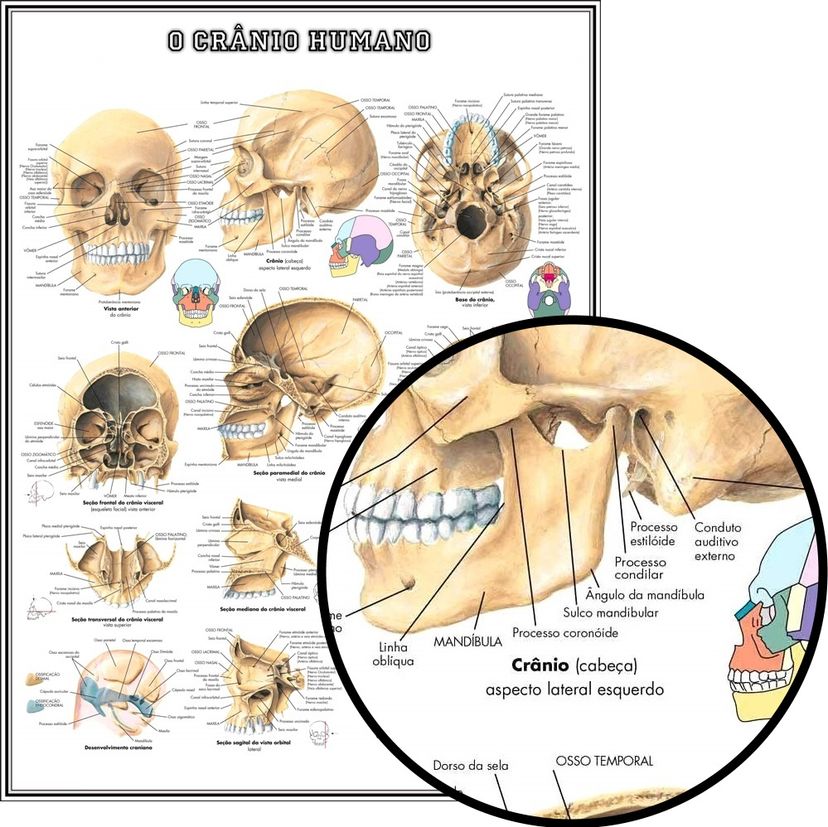 mapa do crânio humano hd 65x100cm medicina para fazer quadro - plastificado - enfeites temáticos poster anatomia crânio