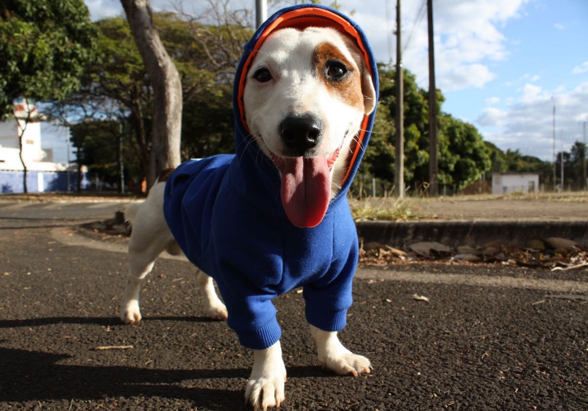 moletom com capuz para cachorro