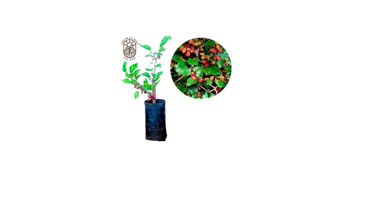 Muda De Amora Gigante Portuguesa J Produz Ideal Para Vasos Item De 