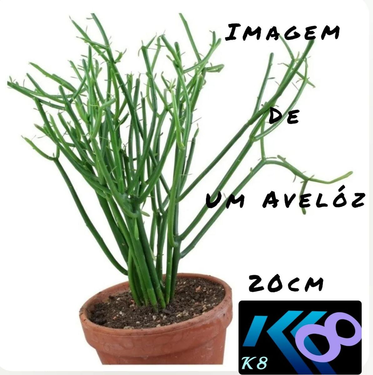 Muda de Aveloz - Decoração - Medicinal - Cancer - Euphorbia Tirucalli ...