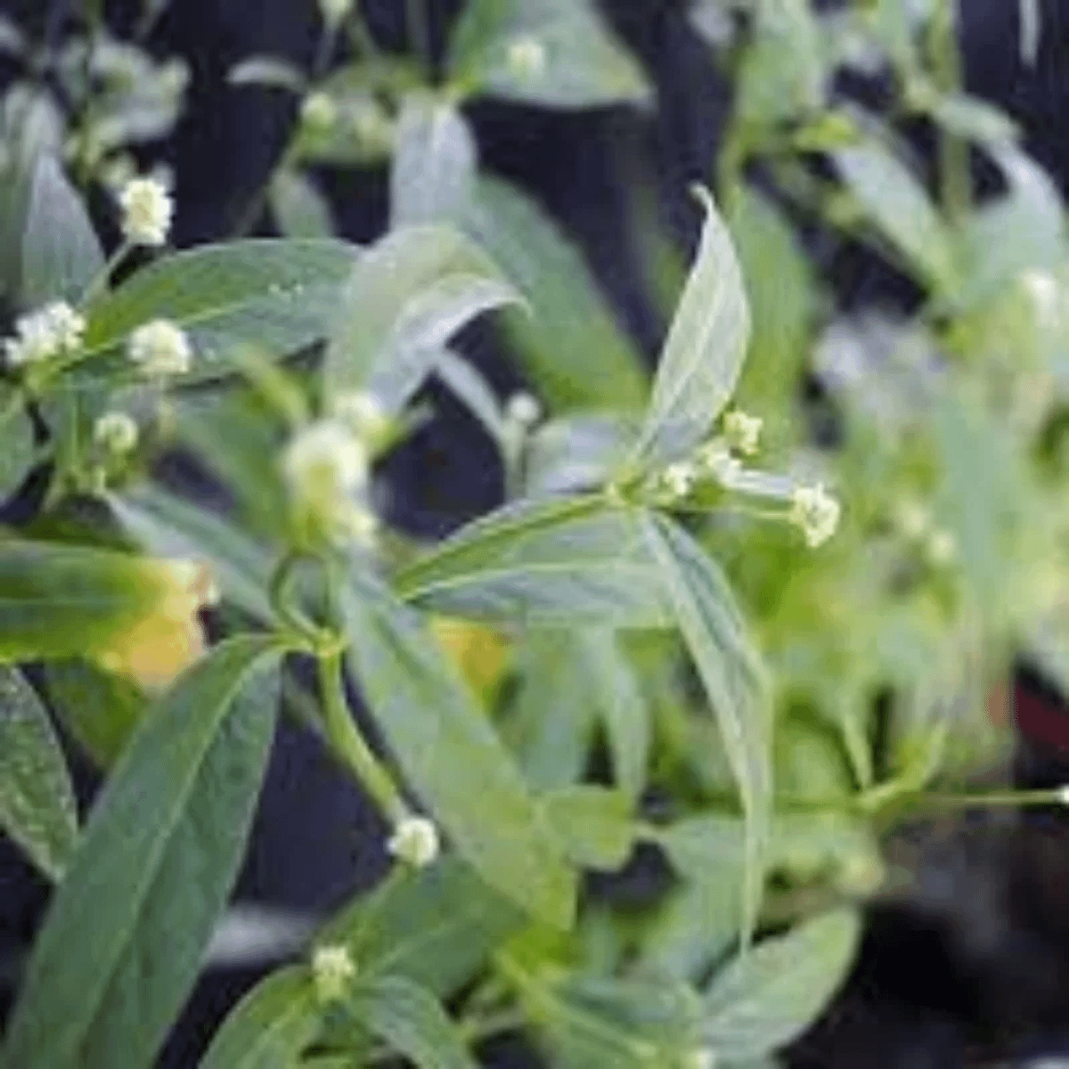 Muda de Ginseng Brasileiro - Pfaffia Glomerata | Cacareco Nunca Usado ...