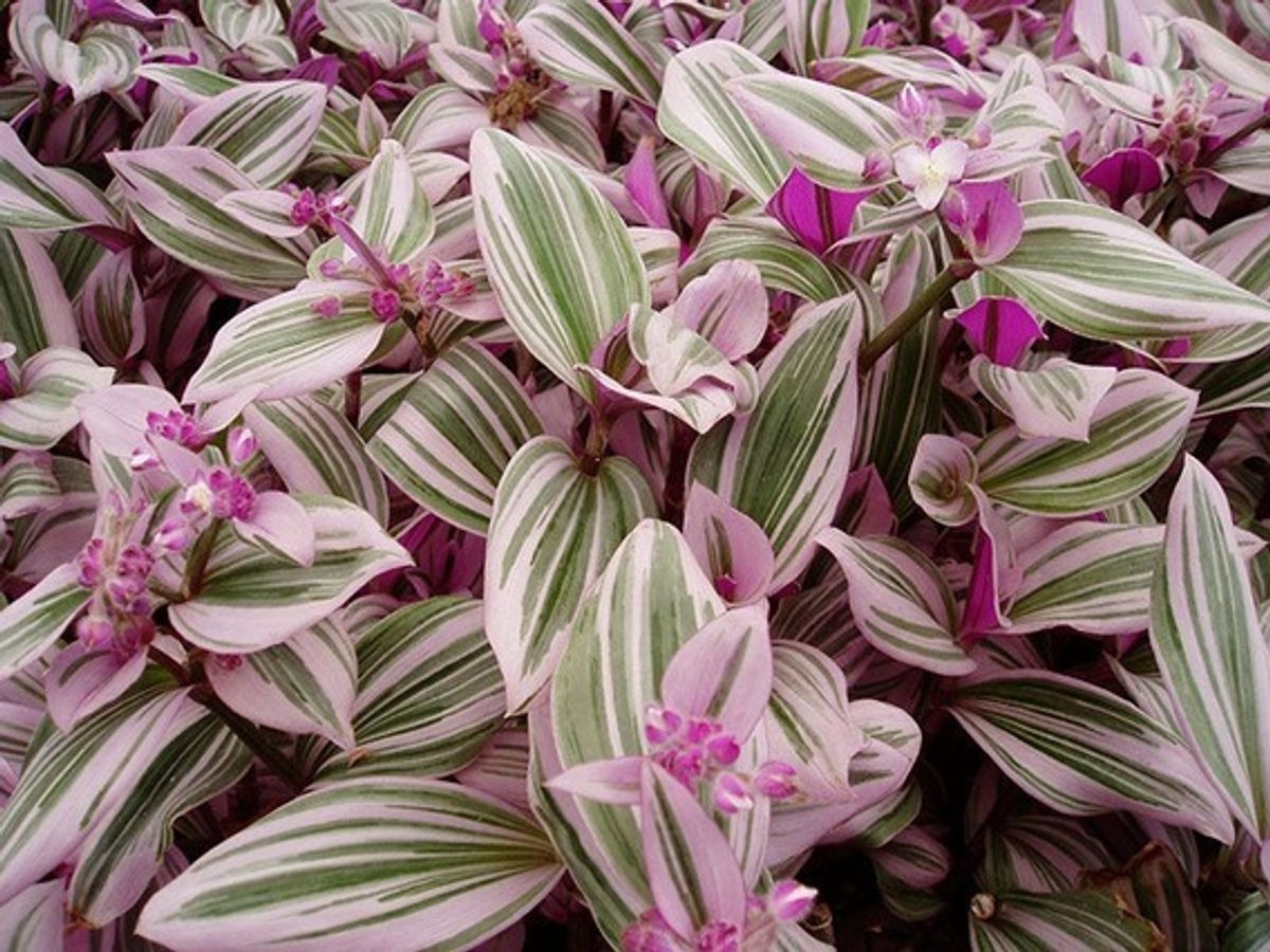 Muda de Lambari-rosa, Judeu-errante, Trapoeraba-rosa,tradescantia ...