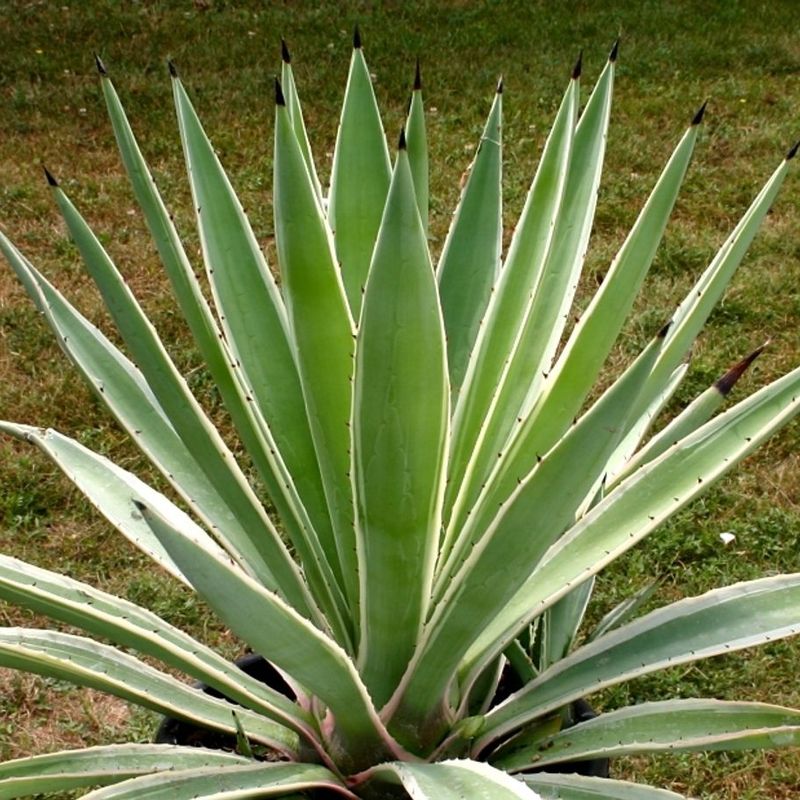 Catálogo AGAVE DECORAÇÕES