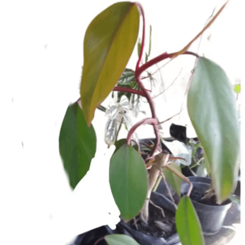Muda Philodendron Sanguineum - Filodendro Sanguneo Vermelho | Usado  91929595 | enjoei
