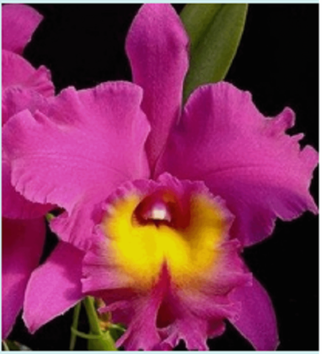 Orquídea Cattleya Rosa Nova | Cacareco Nunca Usado 73134121 | enjoei