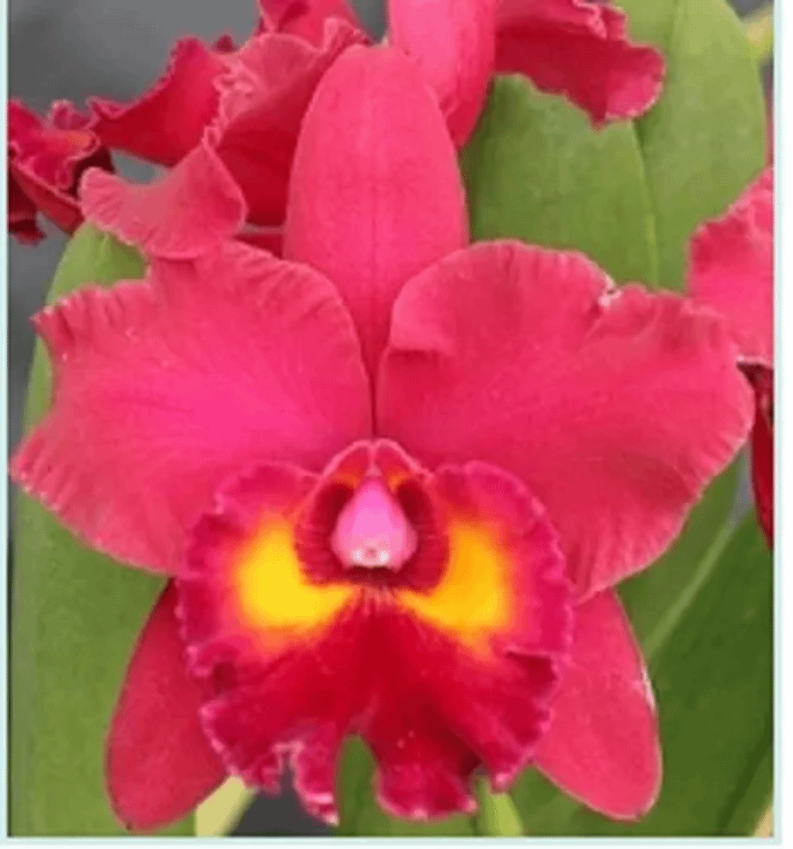 Orquídea Cattleya Vermelha Nova | Cacareco Nunca Usado 73134289 | enjoei
