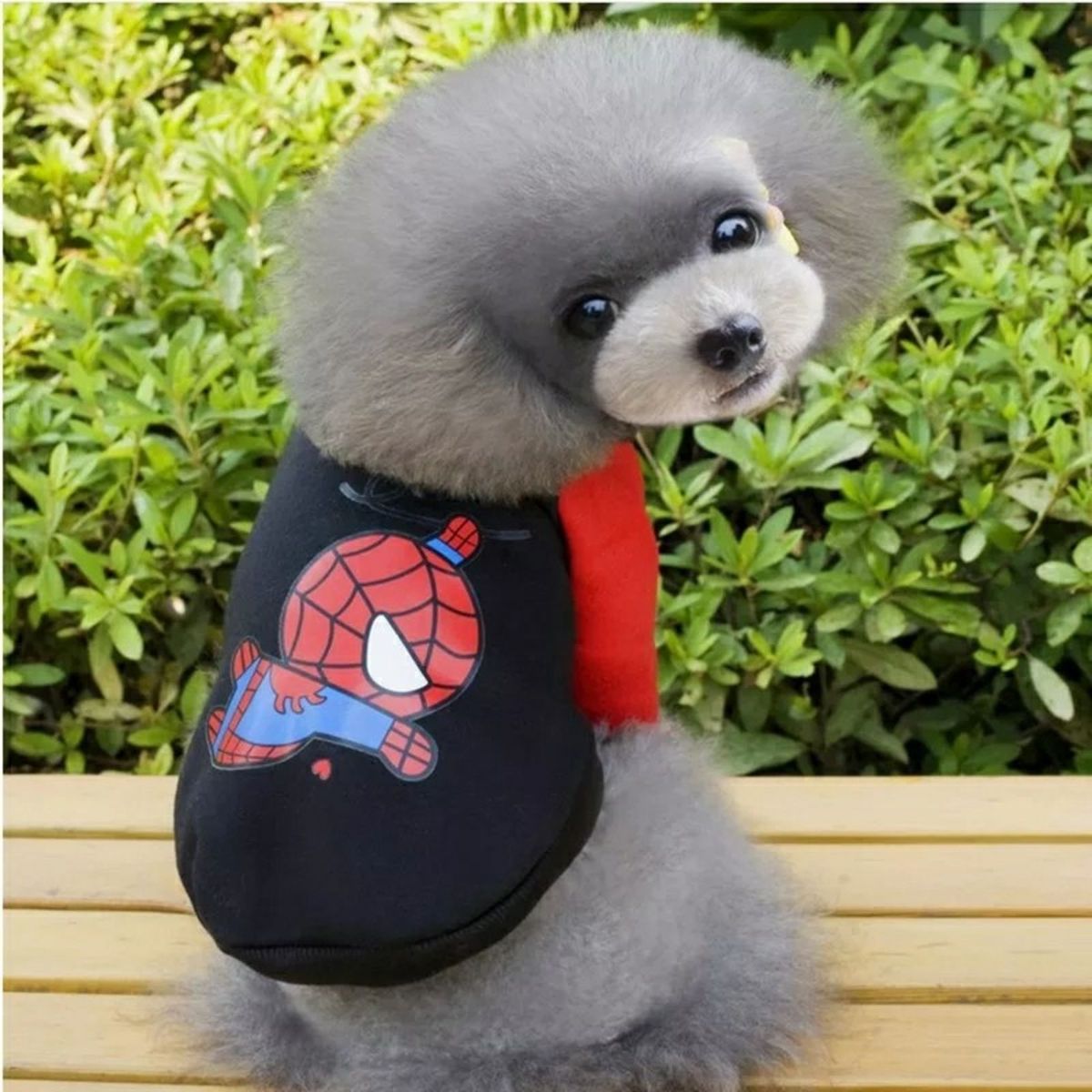 pet aranha - pets sem-marca