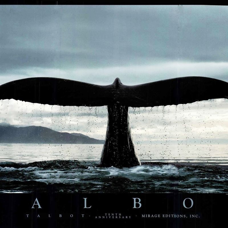 Pôster Decorativo - Bob Talbot 1987 Baleia - Artdecor - 33 Cm X 48