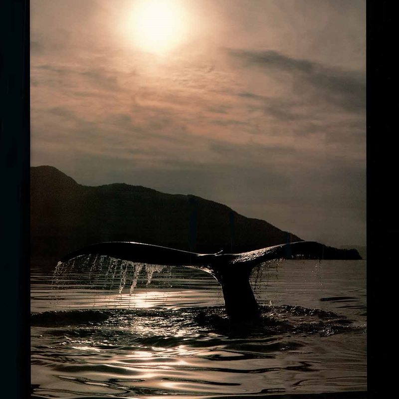 Bob Talbot 80s vintage poster Megaptera Bob Talbot 80s vintage poster Megaptera