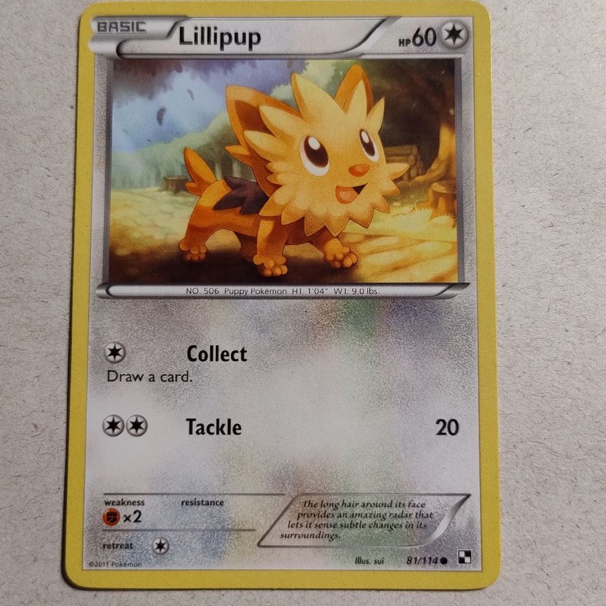 Carta Pokemon Lillipup 81/114 | Pokemon Usado 111028297 | enjoei
