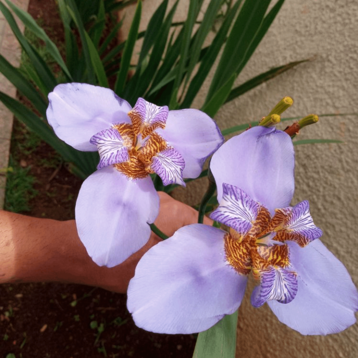 Orquídea de Chão Roxa (Maravilhosa) | Móvel p/ Casa Nunca Usado 81058383 |  enjoei