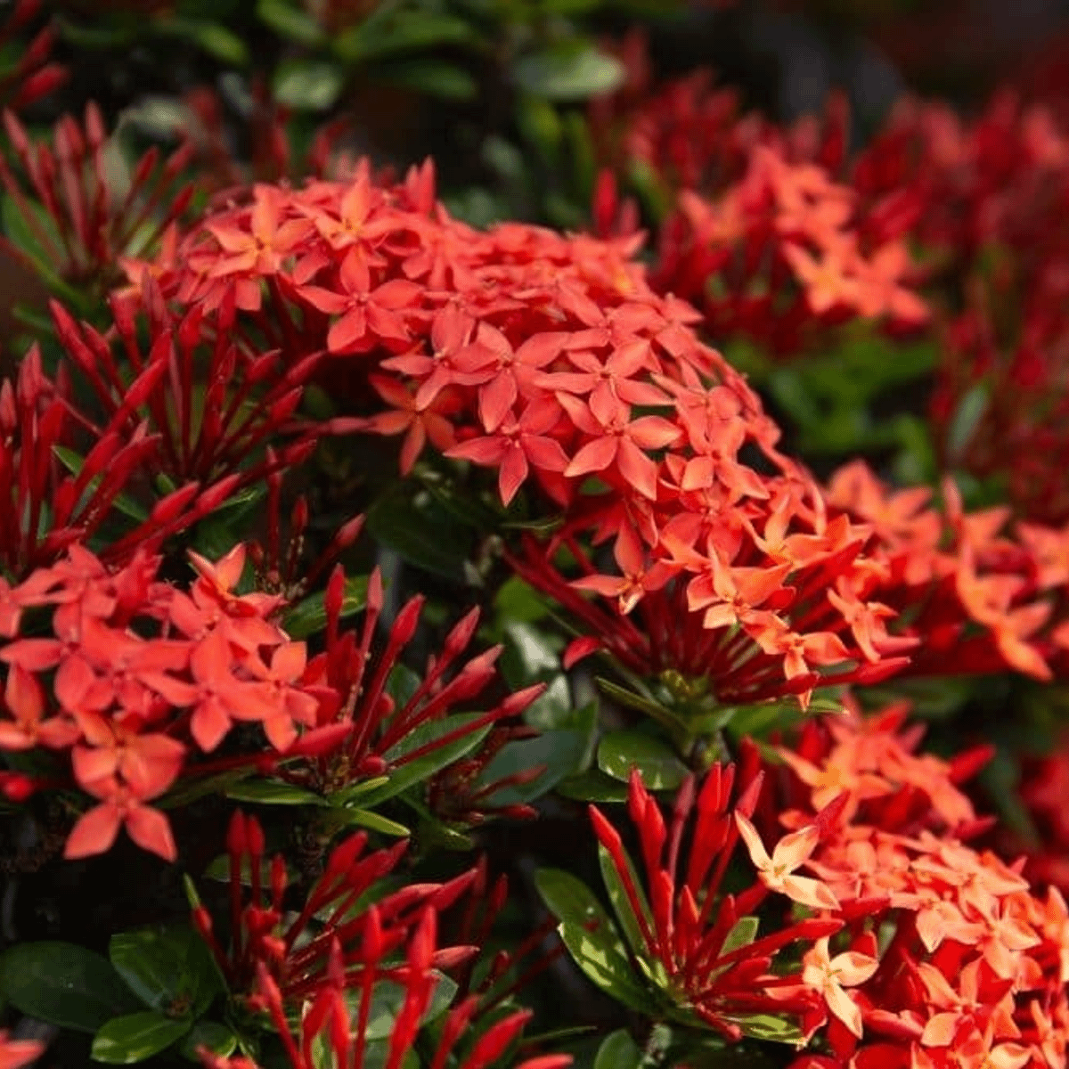 5 Sementes da Flor Ixora Chinesa Vermelha | Cacareco Nunca Usado 77644962 |  enjoei
