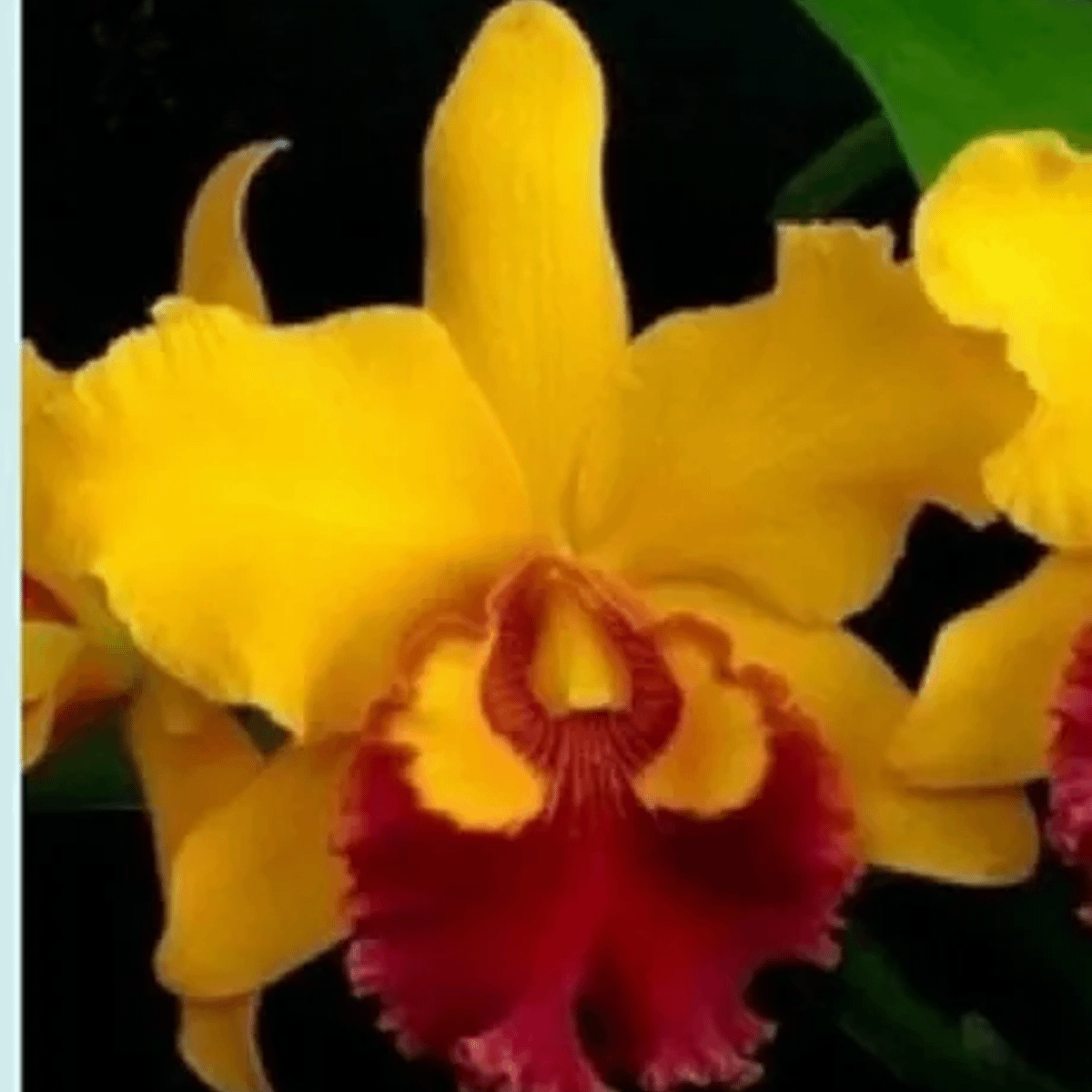 Orquídea Cattleya Amarela Nova | Cacareco Nunca Usado 73133668 | enjoei
