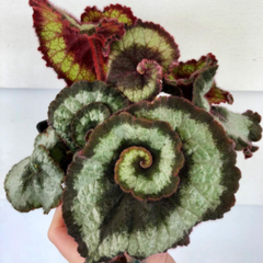 Planta Begonia | Comprar Novos & Usados | Enjoei