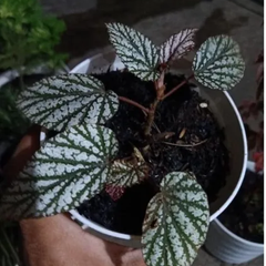 5 Sementes Da Begonia Maculata Raddi | Comprar Novos & Usados | Enjoei