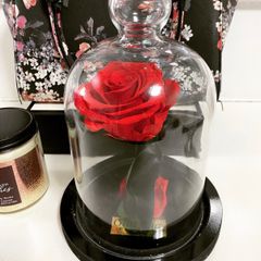 Rosa Na Cupula De Vidro | Comprar Novos & Usados | Enjoei
