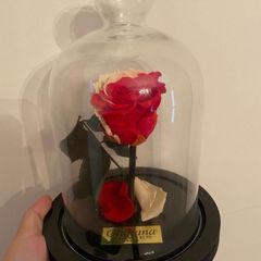 Rosa Na Cupula De Vidro | Comprar Novos & Usados | Enjoei
