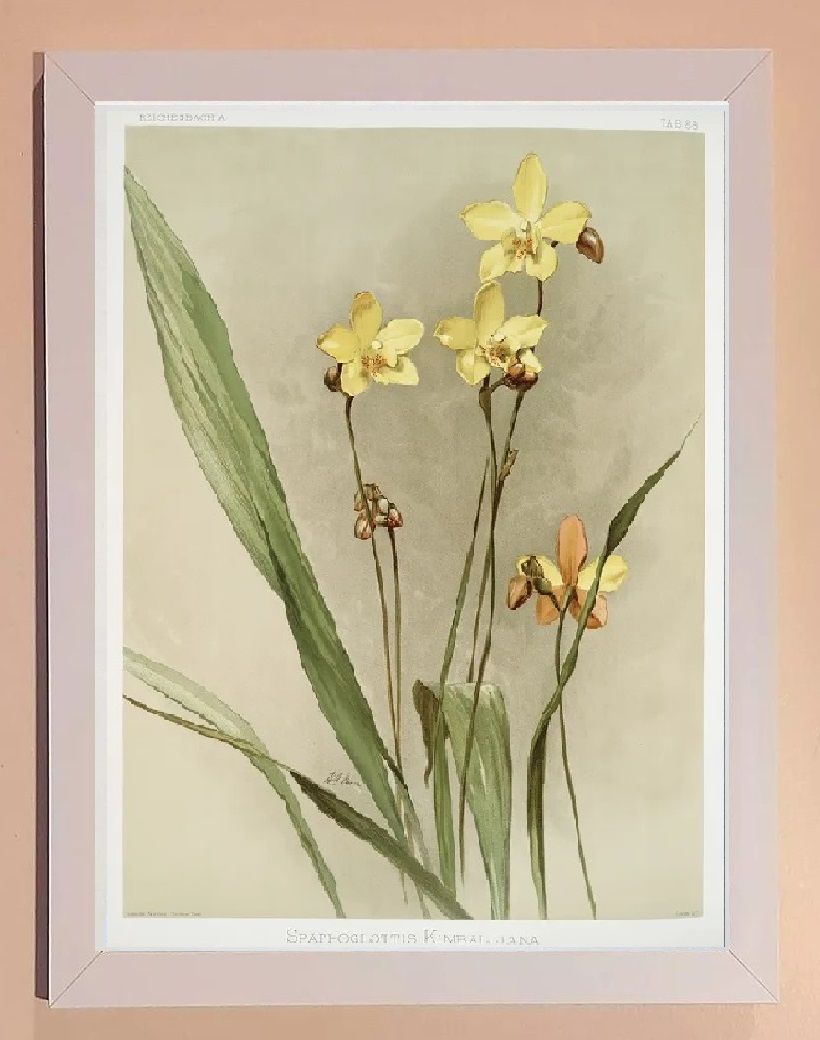 Quadro Emoldurado Vintage Orquídea Amarela | Item de Decoração Nunca Usado  81735908 | enjoei