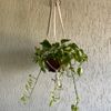 suporte de plantas artesanal - plantas & sementes 
