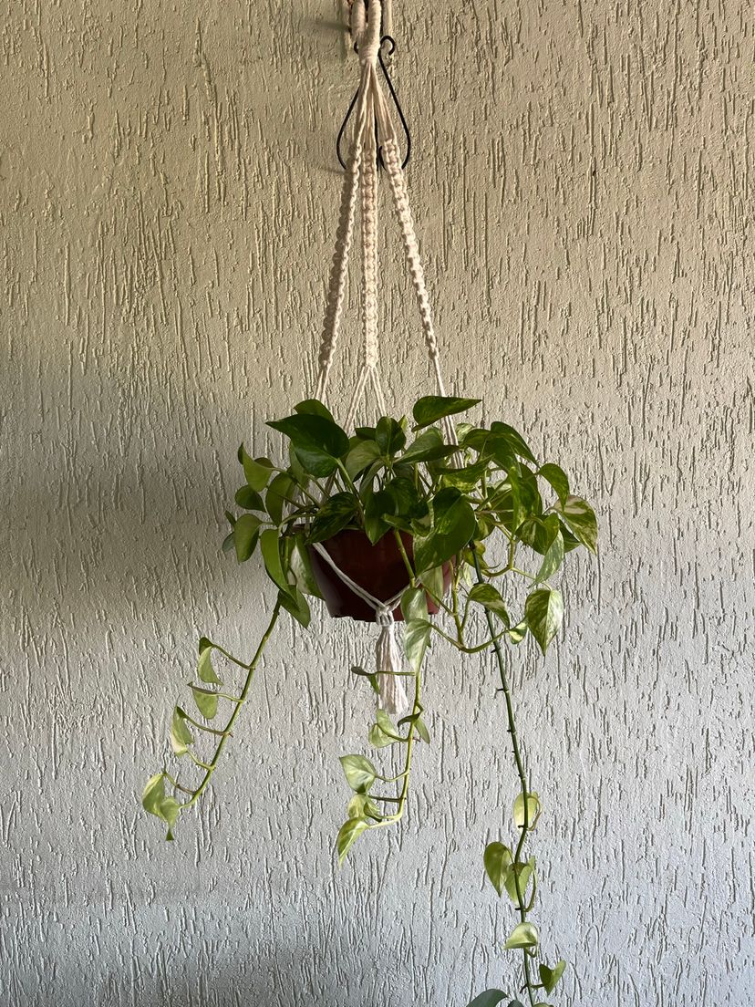 suporte de plantas artesanal - plantas & sementes 